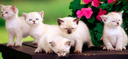 Los gatos tienen una gran capacidad reproductiva, lo que fue determinante para la extinción del particular pájaro que habitaba la isla remota de Nueva Zelanda (Archivo)