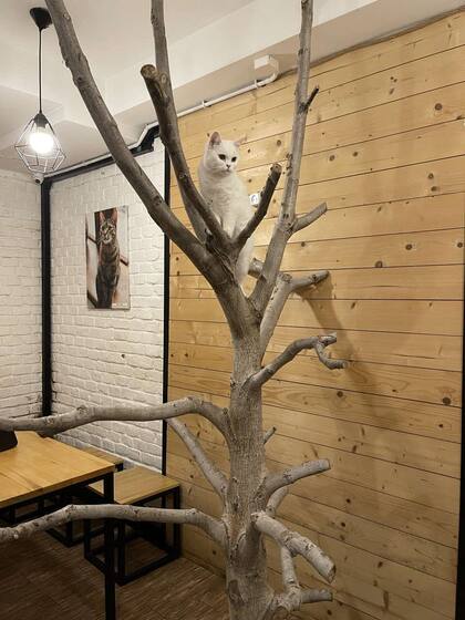 Los gatos trepan a los árboles que están como decoración del bar
Foto: Serhii Oliinyk