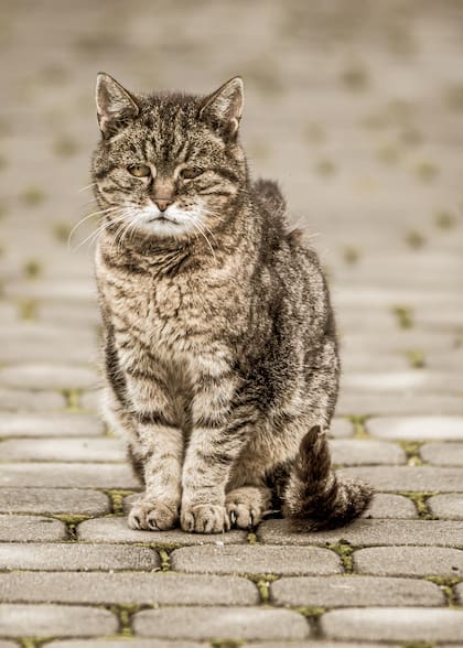 Los gatos viejos suelen tener un pelaje de menor calidad (Foto: Freepik)