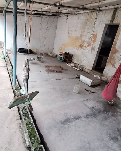 Los gatos vivían en un patio húmedo que se caía a pedazos.