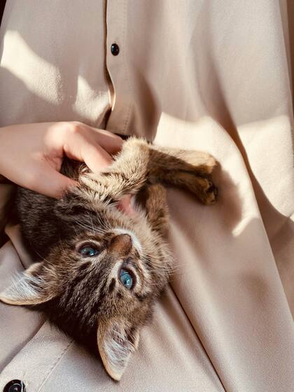 Los gatos y los humanos pueden formar lazos profundos