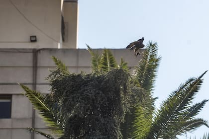 Los gavilanes mixtos en plena acción, cazando sus presas: los roedores.