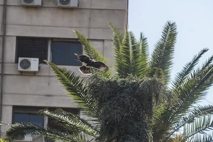 Los gavilanes mixtos en plena acción, cazando sus presas: los roedores.