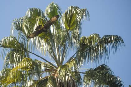 Los gavilanes mixtos, una de las aves rapaces que más aparecieron en los últimos días en la capital provincial.