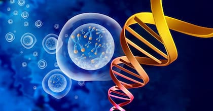 Los "genes saltarines" pueden extirparse de una parte del ADN e insertarse en otro lugar, provocando una alteración generalmente dañina