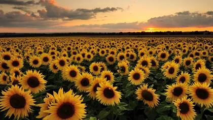 Los girasoles han servido para inspirar un modelo de paneles solares que se mueve para seguir el recorrido del sol
