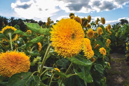 Los girasoles necesitan espacio y mucho sol para crecer fuertes y sanos