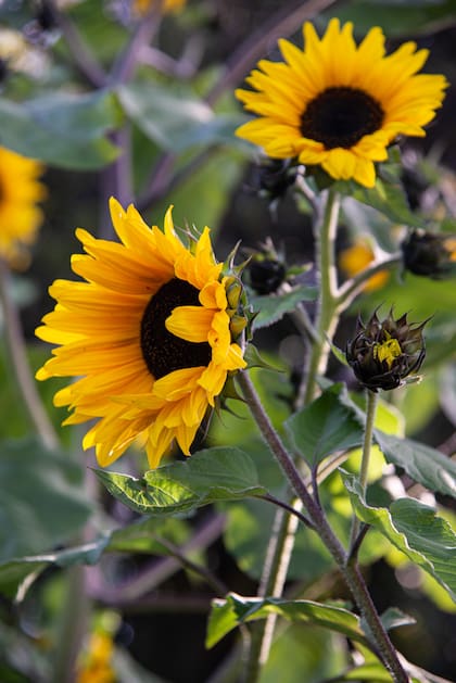 Los girasoles ornamentales es una de las especies que es utilizada en otros países con fines de biorremediación, dado que son capaces de acumular excesivas cantidades de elementos potencialmente tóxicos.