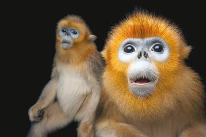 Los golden monkeys, o langures chatos dorados? (Rhinopithecus roxellana), fueron retratados en el Ocean Park de Hong Kong