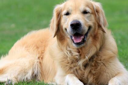 Los golden retriever son una de las razas más propensas a contraer otitis
