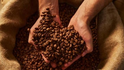 Los granos de café serían ricos en antioxidantes

Foto: iStock