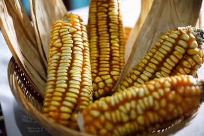 Los granos de maíz, ingrediente principal de los tamales, se muelen para hacer una masa que luego se rellena con carne