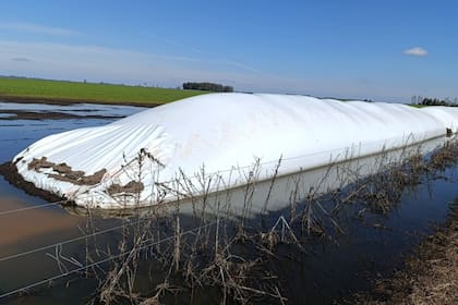 Los granos que tenían almacenados en silobolsas se mojaron