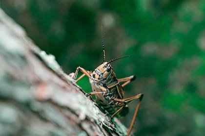 Los grillos aparecen por las noches en los jardines(Foto: Freepik)
