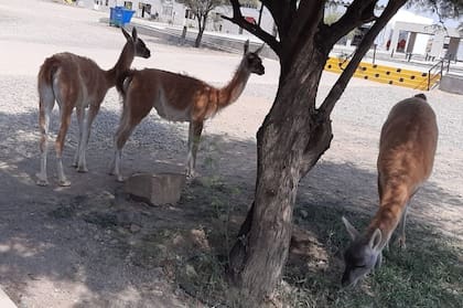 Los guanacos recorrieron las instalaciones de acceso al Parque Provincial Ischigualasto