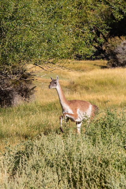 Los guanacos son parte de la esencia de Estancia Don José.