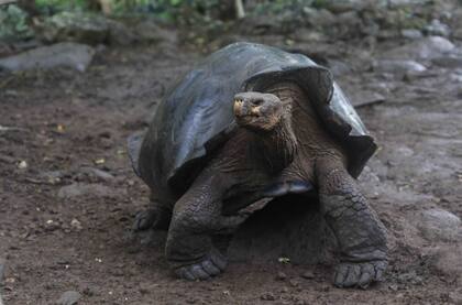 Los guardaparques encontraron los restos de 15 tortugas gigantes en 2021