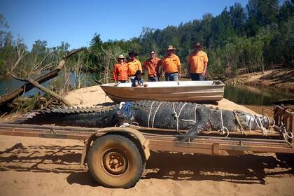 Los guardias forestales capturaron al cocodrilo macho de 4,7 metros a 60 kilómetros río abajo del pueblo de Katherine