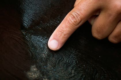 Los guías ayudan a identificar las pepitas que pueden extraer los turistas. Los locales las ven con facilidad.