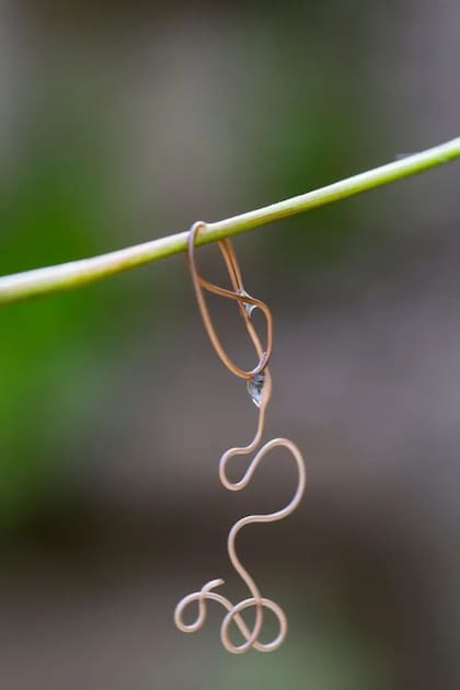 Los gusanos gordianos son capaces de llevar a sus hospederos a suicidarse