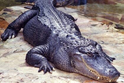 Los habitantes de Florida saben que deben convivir con cocodrilos y caimanes de diverso tamaño y porte