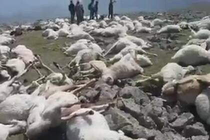 Los habitantes de la zona quedaron conmocionados después de encontrar a la enorme cantidad de animales muertos dispersados por toda la superficie de la montaña