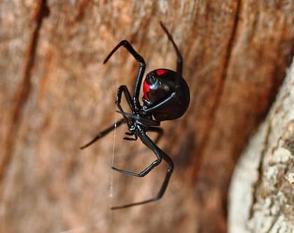 Los habitantes de Texas y Arizona deben estar alertas frente a la presencia de viudas negras