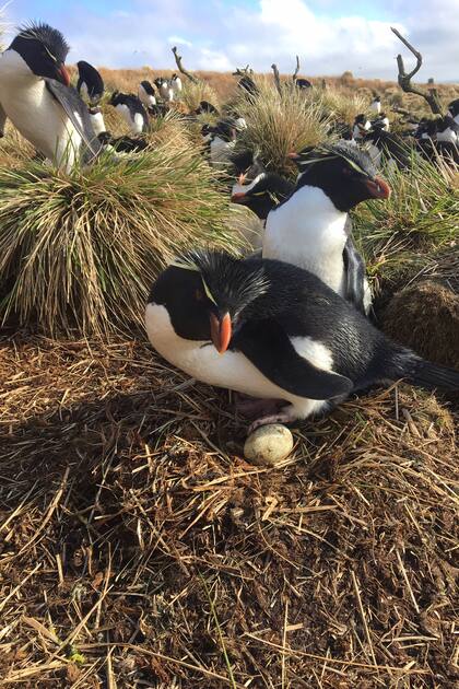 Los hábitos de los pingüinos, en la mira de los investigadores