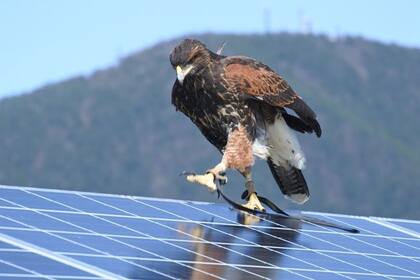 Los halcones son el arma que encontraron en Japón para alejar los cuervos que atacan las granjas de paneles solares