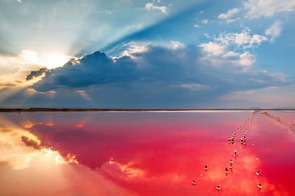 Los Halobacterium son microorganismos pertenecientes al dominio llamado Archaea. Son procariontes que carecen de núcleo celular o cualquier otro orgánulo