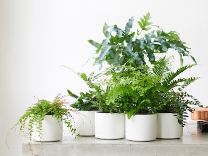 Los helechos ayudan a quitar la humedad de los ambientes