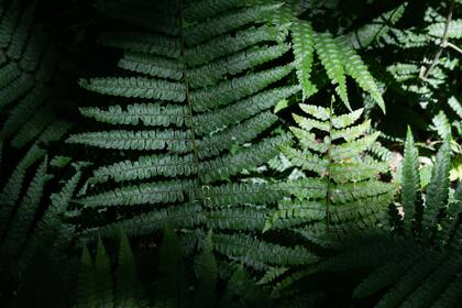 Los helechos son protagonistas en las yungas.