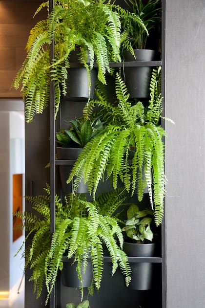 Los helechos, una de las plantas más recomendadas para absorber la humedad
