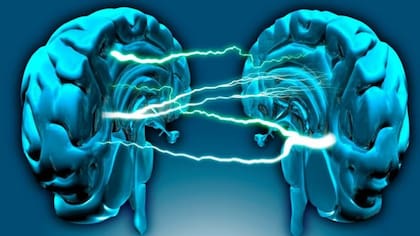 Los hemisferios del cerebro no son dos estructuras aisladas e independientes