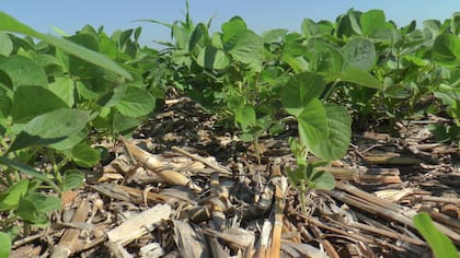 Los herbicidas son una de las herramientas que tiene el productor: el manejo integrado debe complementarse con labores culturales (cultivos de cobertura y rotaciones), con labores de control químico (rotación de sitios de acción, apilamientos, uso de herbicidas residuales y luego de contacto)