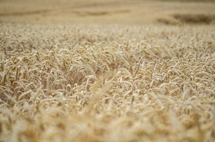 Los hidratos de carbono complejos del teff estabilizan los niveles de azúcar en sangre