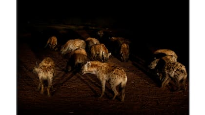 Los hienas esperan a Abbas Yusuf pra ser alimentadas