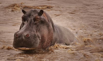 Los hipopótamos adultos pueden pesar hasta 4000 kilos