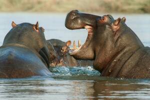 Dos hipopótamos salvaron a un ñu de ser el banquete de un cocodrilo