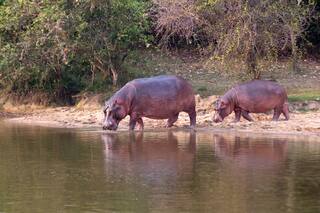 Invasión de hipopótamos. El legado más salvaje de Pablo Escobar en Colombia
