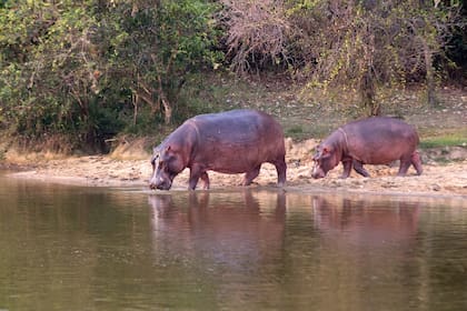 Los ambientalistas calculan que los cuatro ejemplares de hipopótamos que trajo Escobar en los '80 se reprodujeron y hoy son entre 80 y 100