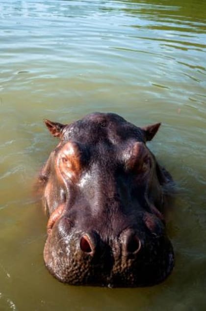 Los hipopótamos fueron traídos a Colombia hace 42 años

Foto: MinAmbiente
