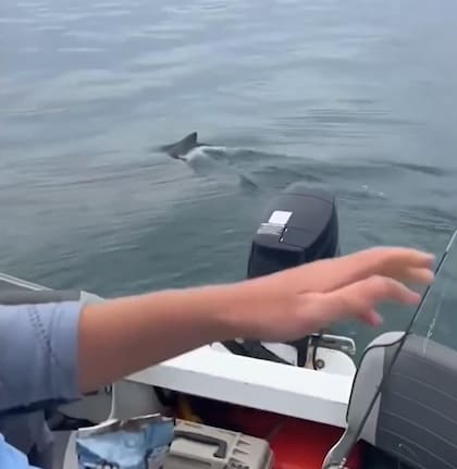 Los hombres divisaron la figura del animal moviéndose en el agua (Foto: X)