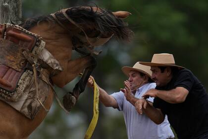 Los hombres intentan controlar a un caballo que corcovea en el palenque
