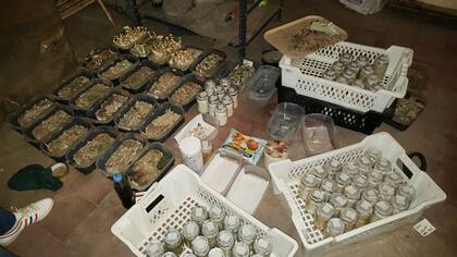 Los hongos alucinógenos que cultivaban