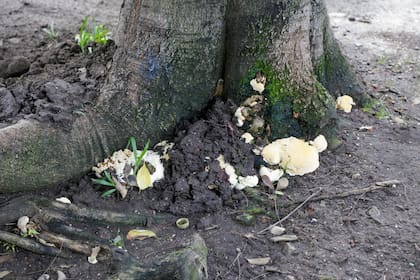 Los hongos que se forman en la base de algunos de los árboles del Parque de los Patricios