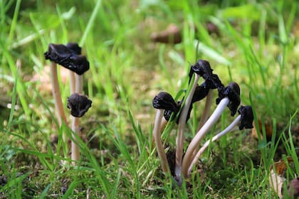Los hongos son organismos eucariotas pertenecientes al reino Fungi, caracterizados por poseer células con núcleo definido
(Foto: ilustrativa de Pixabay)