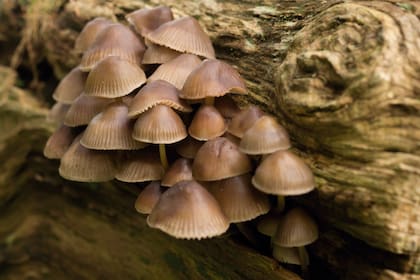Los hongos suelen asomar en los troncos