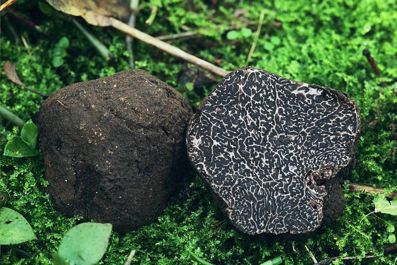 Por qué la trufa negra es el cultivo más caro de Argentina? - LA NACION