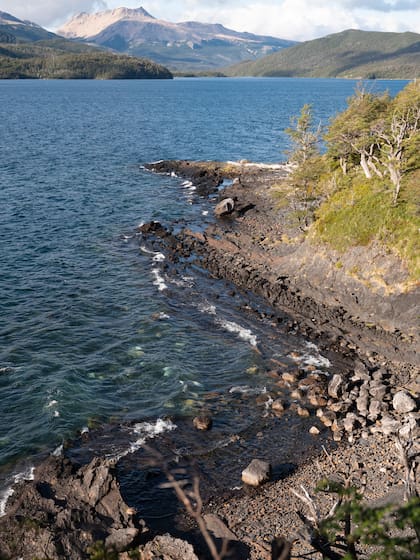 Los huemules suelen bajar a la costa de los lagos para buscar alimentos.